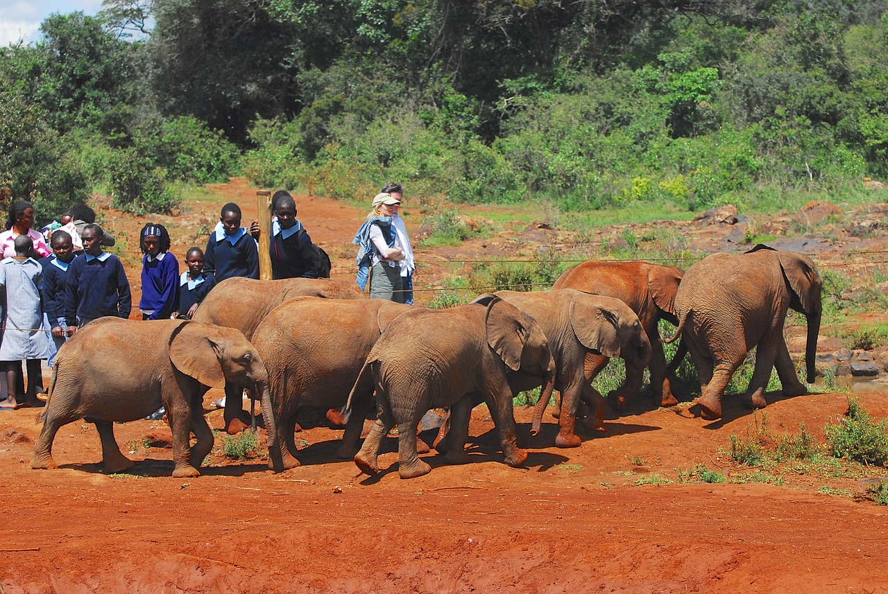 The Role of NGOs in Preserving Cultural Heritage Sites